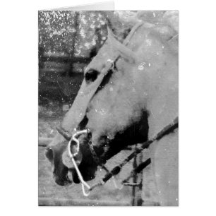 Cartão Cavalo Preto e Branco Grunge, Aniversário
