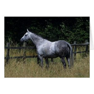 Cartão Cavalo puro-sangue em pé de cerca