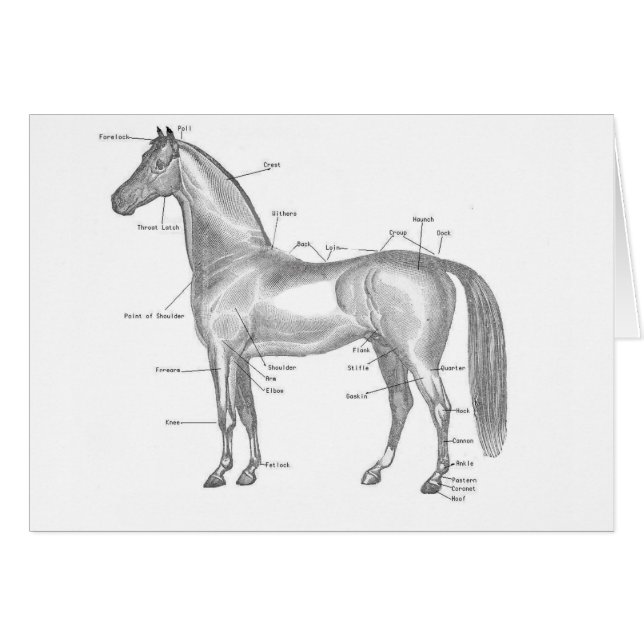 Cartão Cavalo rotulado (Frente Horizontal)