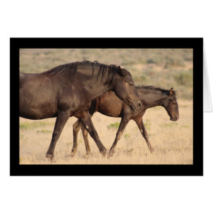 CARTÃO CAVALO SELVAGEM DAS MONTANHAS ONAQUI, UTAH