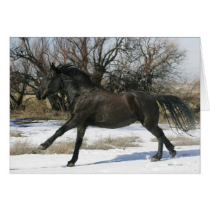 Cartão Cavalo selvagem do mustang na neve 2