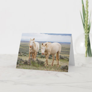 Cartão Cavalo Selvagem no Priário de Cody