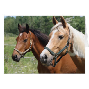 Cartão Cavalos