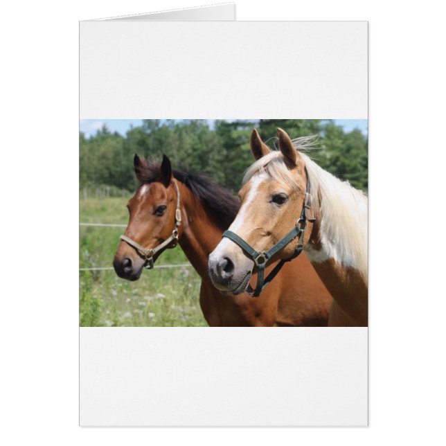 Cartão Cavalos (Frente)