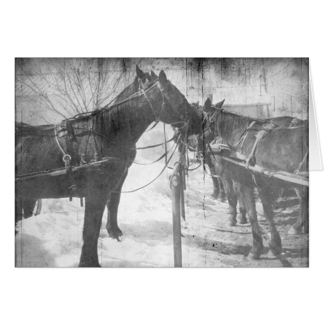 Cartão Cavalos Amish em Preto e Branco (Frente Horizontal)
