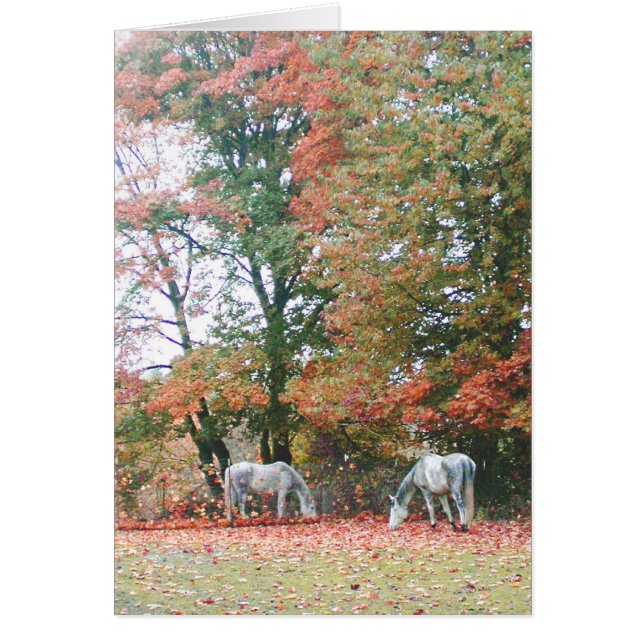 Cartão Cavalos Árabes Chas & Chiaro (Frente)