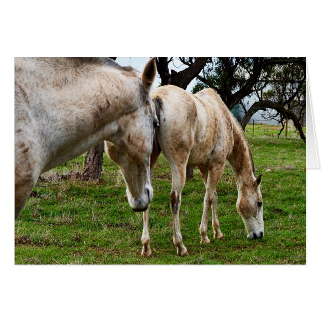 Cartão Cavalos Brancos De Mama (Frente horizontal)