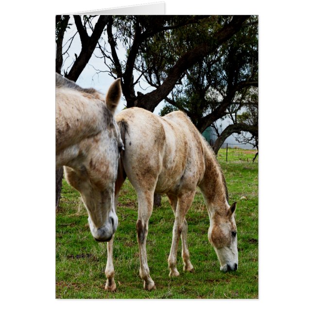 Cartão Cavalos Brancos De Muda, (Frente)