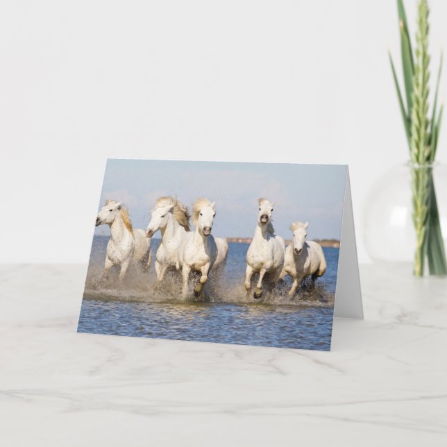 Cartão Cavalos Camargue (Frente)
