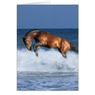 Cartão Cavalos da fantasia: Selle Francais & mar
