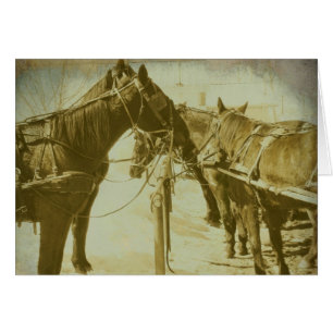 Cartão Cavalos de Amish