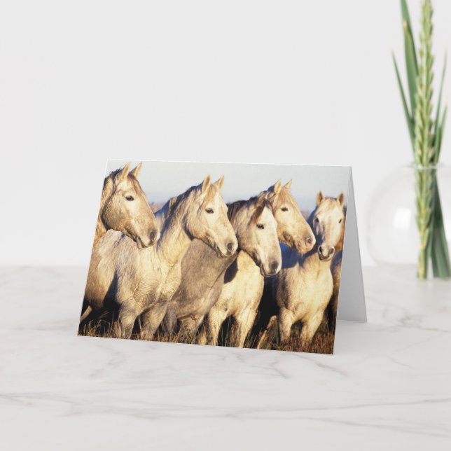 Cartão Cavalos de Camargue (Eguus caballus) (Frente)