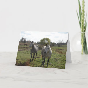 Cartão Cavalos de cinza