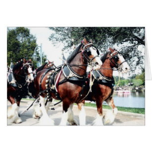Cartão Cavalos de Clydesdale