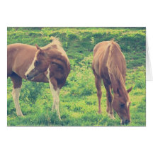 Cavalos de Cruzamento