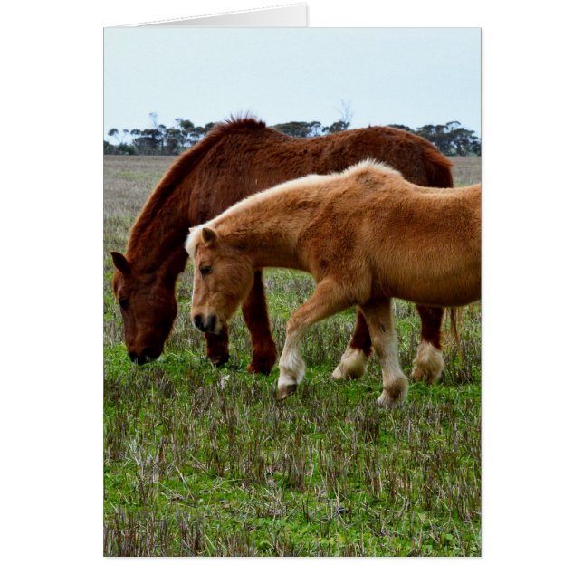 Cartão Cavalos de Inverno, (Frente)