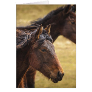 Cartão Cavalos de lado a lado