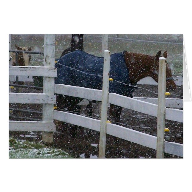 Cartão Cavalos de Neve (Frente Horizontal)