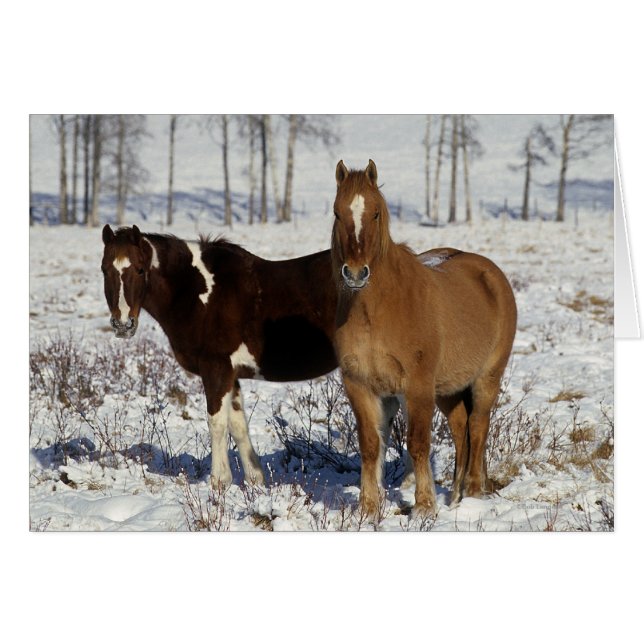 Cartão Cavalos de Tinta na Neve (Frente Horizontal)
