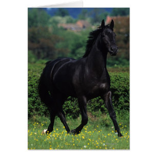 Cartão Cavalos do puro-sangue no campo de flor