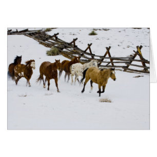 Cartão Cavalos em neve
