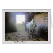 Cavalos em repouso em fazendas do abrigo seguro