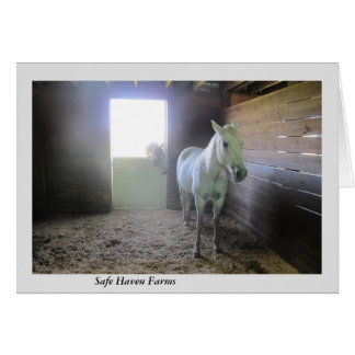 Cartão Cavalos em repouso em fazendas do abrigo seguro