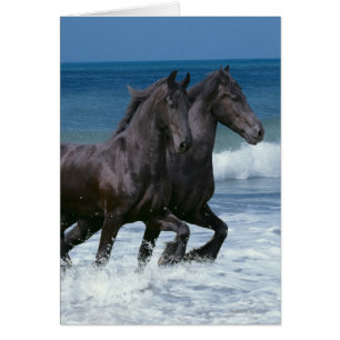 Cartão Cavalos Fantásticos: Friesianos e Mar