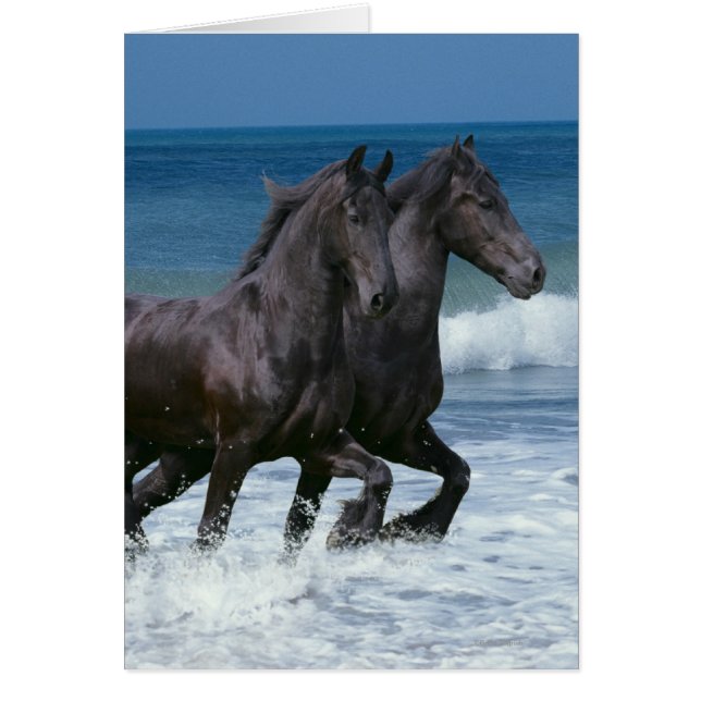 Cartão Cavalos Fantásticos: Friesianos e Mar (Frente)
