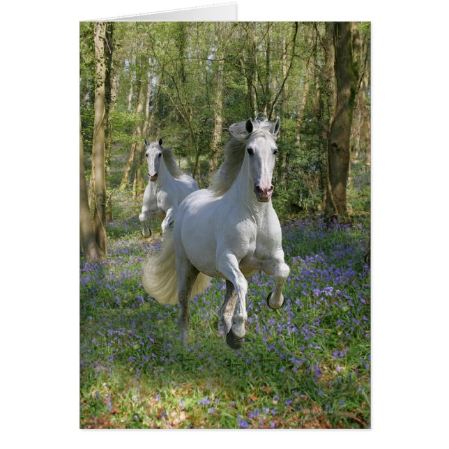 Cartão Cavalos Fantásticos: Madeira Bluebell (Frente)