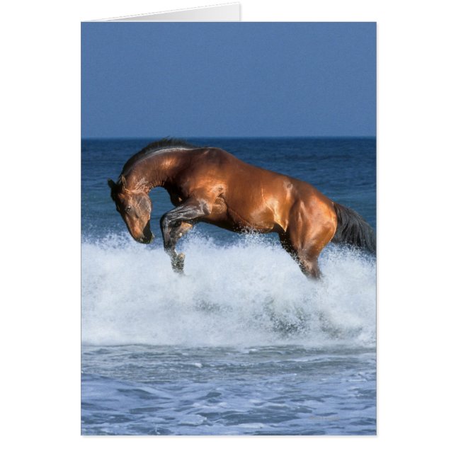 Cartão Cavalos Fantásticos: Selle Francais e Mar (Frente)