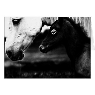 Cartão Cavalos Pretos e Brancos
