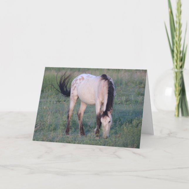 CARTÃO CAVALOS SELVAGENS DE UTAH OURAY (Frente)