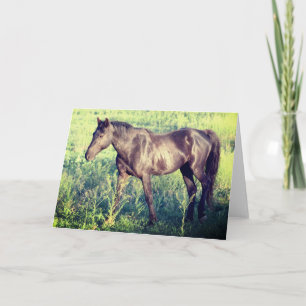 CARTÃO CAVALOS SELVAGENS DE UTAH OURAY NOTECARD