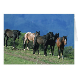 Cartão Cavalos selvagens do mustang nas montanhas