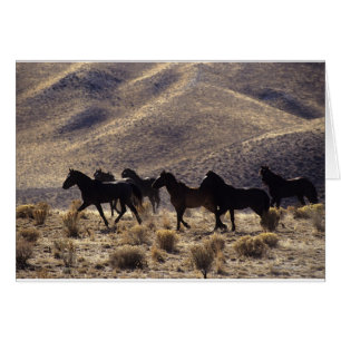 Cartão Cavalos selvagens do mustang no deserto 1