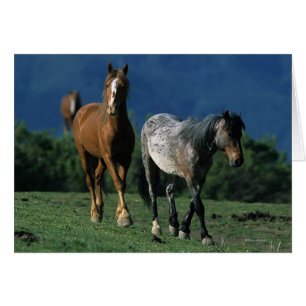 Cartão Cavalos Selvagens Mustang