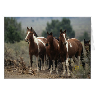 Cartão Cavalos Selvagens Mustang 7