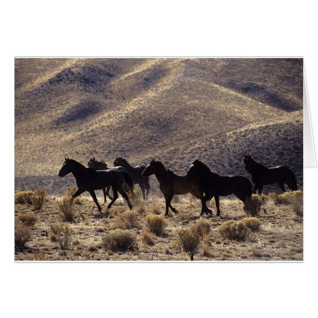 Cartão Cavalos Selvagens Mustang no Deserto 1 (Frente Horizontal)