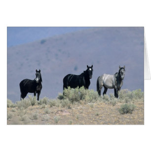 Cartão Cavalos Selvagens Mustang no Deserto 3