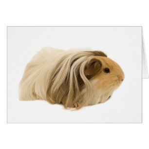 Cartão Cavy peluches bonito