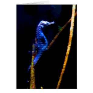 Cartão CB azuis do cavalo marinho