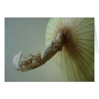 Cartão Cebola branca