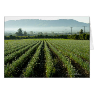 Cartão Cebolas que crescem no campo