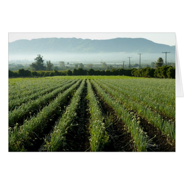 Cartão Cebolas que crescem no campo (Frente Horizontal)