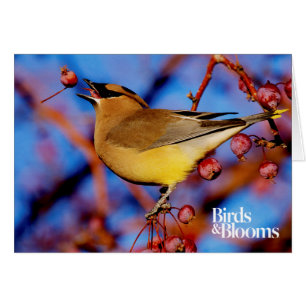 Cartão Cedar Waxwing