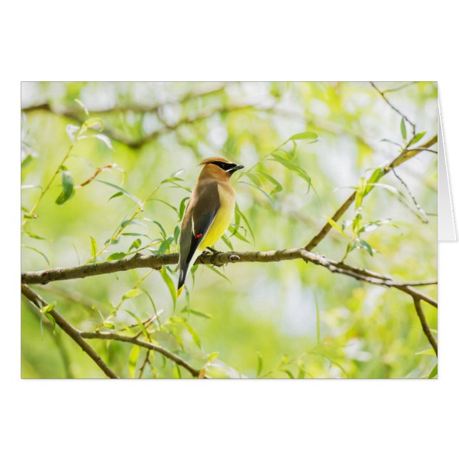 Cartão Cedar Waxwing (Frente Horizontal)