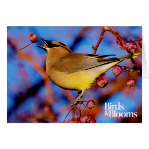 Cartão Cedar Waxwing