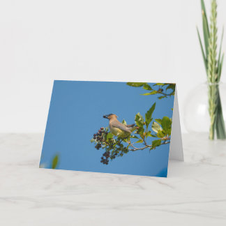 Cartão Cedar Waxwing Feliz Feriado