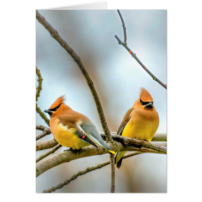 Cartão Cedar Waxwing - Foto Original (Frente)